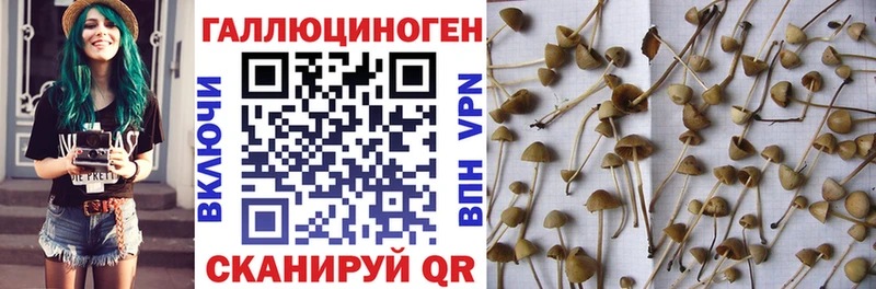 Псилоцибиновые грибы прущие грибы  Находка 